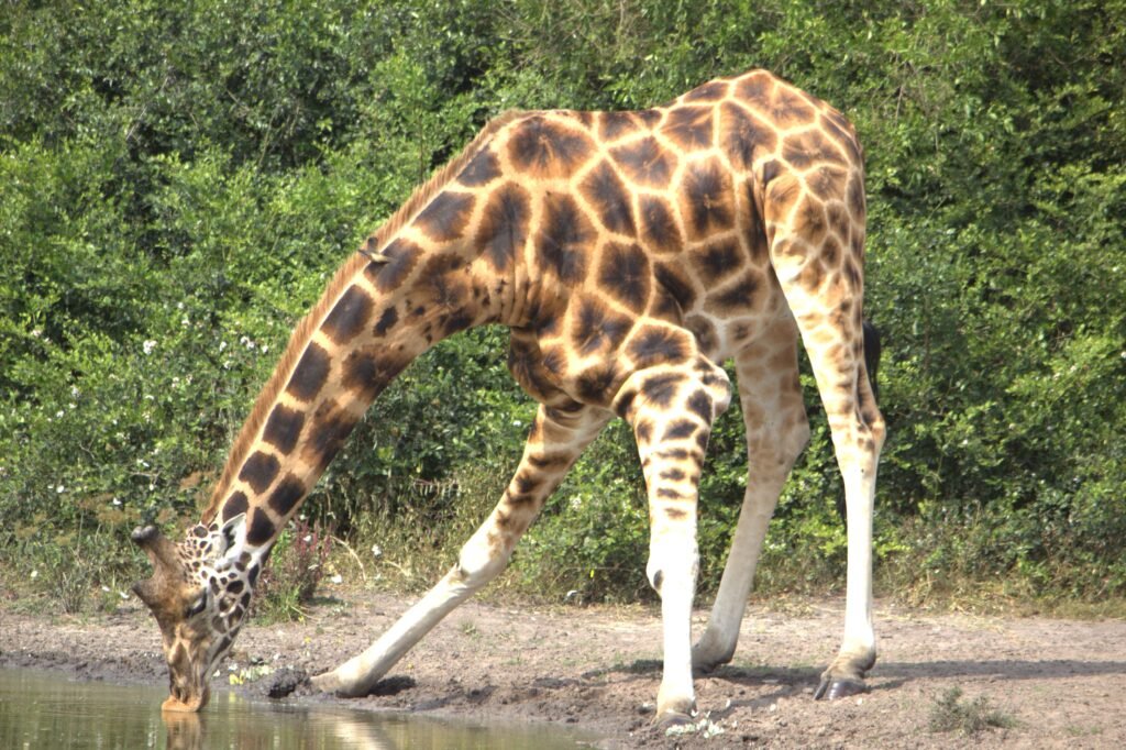 Giraffe in Lake Mburo