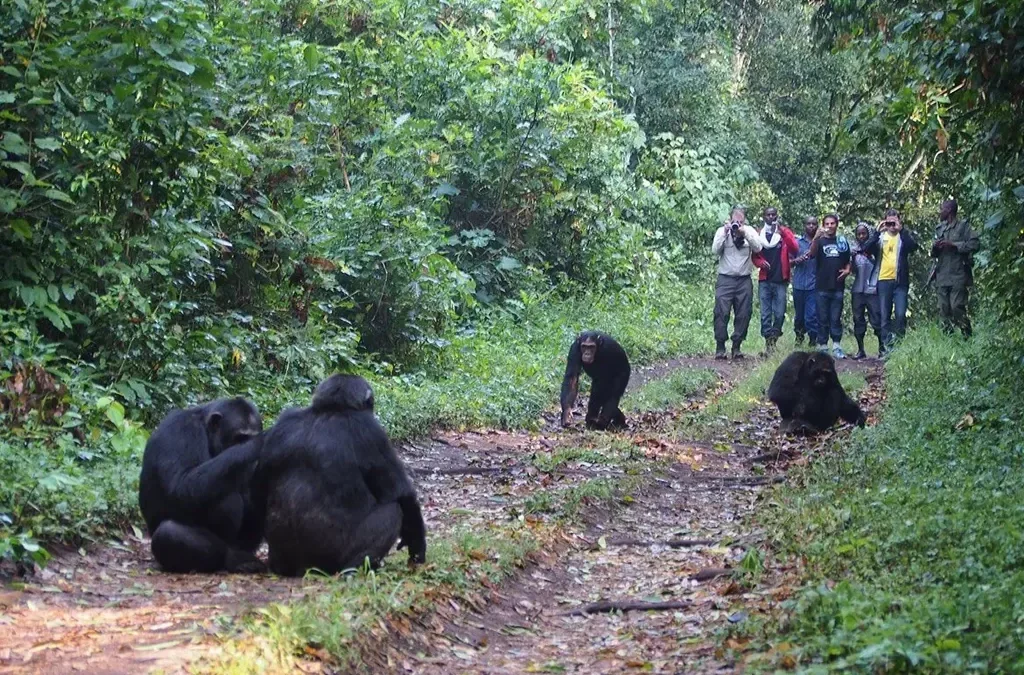 Bwindi Impenetrable National Park