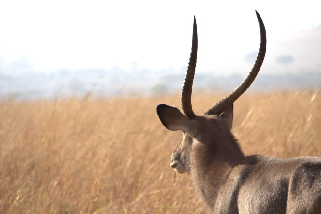 waterbuck in Kidepo National park