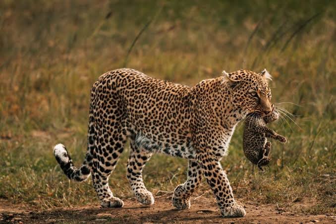 Bwindi Impenetrable National Park