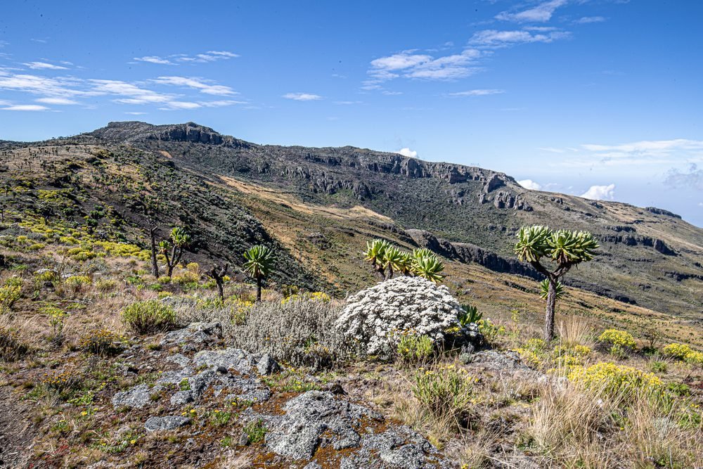 Bwindi Impenetrable National Park