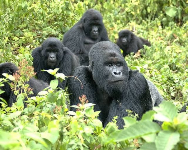 4 Days Gorilla trekking in Bwindi national park Uganda