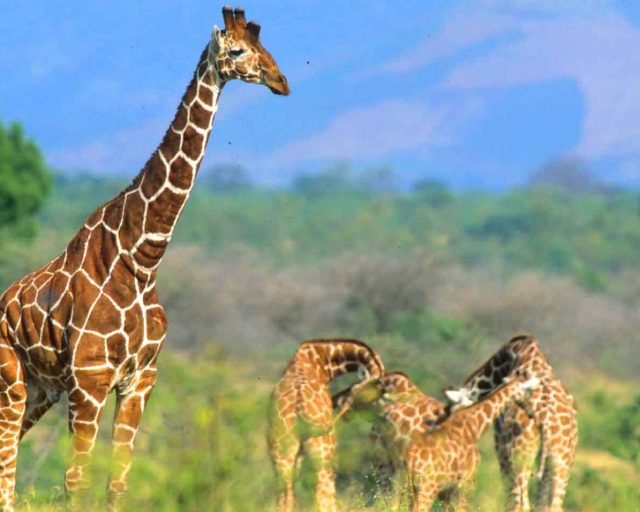 Aberdare national park giraffes