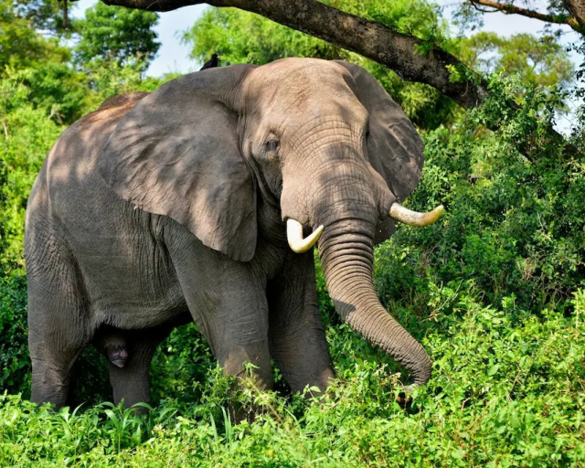 African elephant