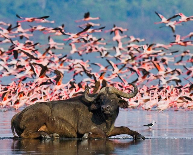 Buffalo in Lake nakuru national park