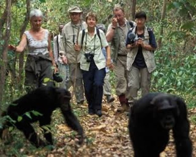Chimpanzee Trekking at Gishwati Mukura