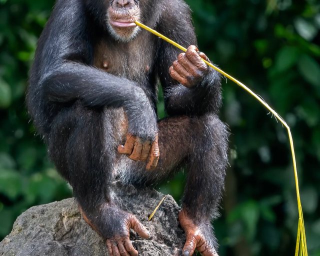 Chimpanzees in Kibale national park