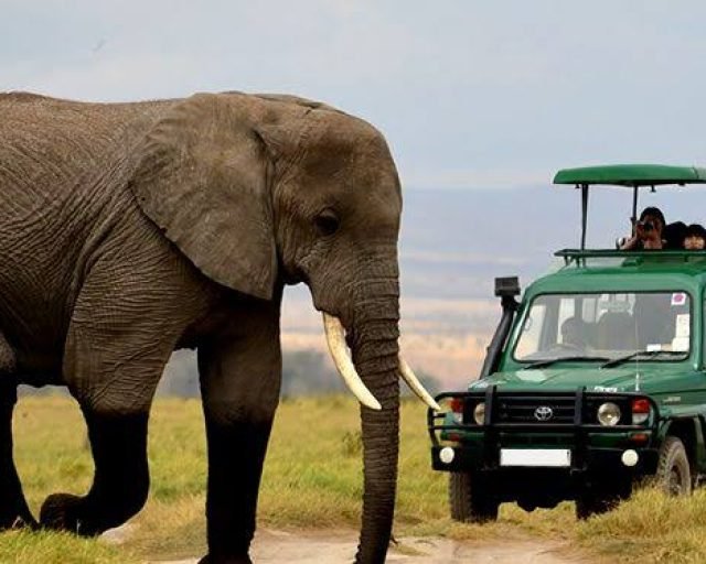 Elephant in the wild