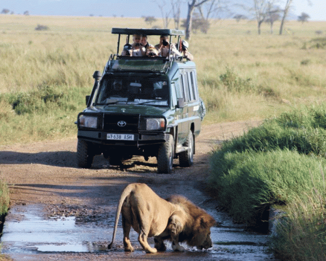 Game drive in the savennah