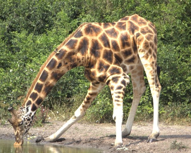 Giraffe in Lake Mburo