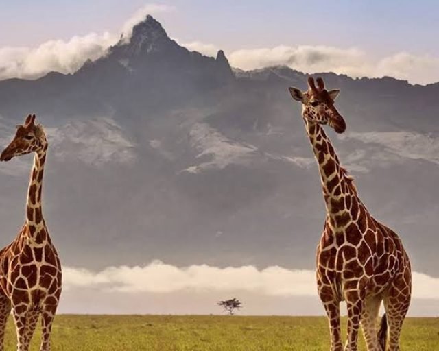 Giraffe in mount kenya