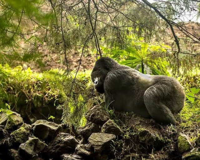 Gorilla in Volcanoes national park