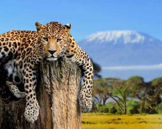 LEOPARD near mount kenya