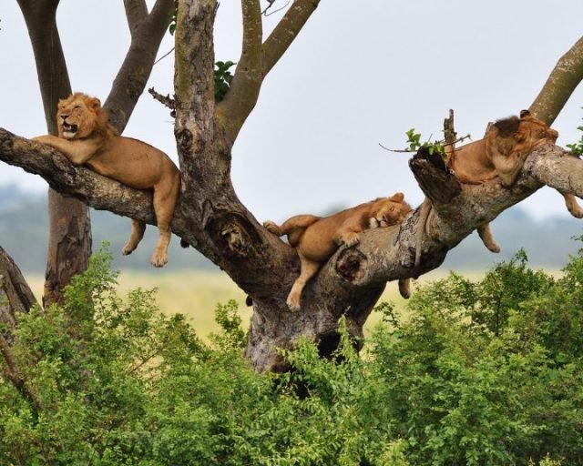 Tree Climbing Lions in Queen Elizabeth N.P
