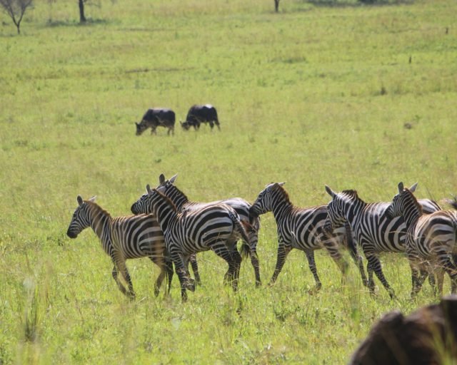 Zebras in Kidepo national park game drive