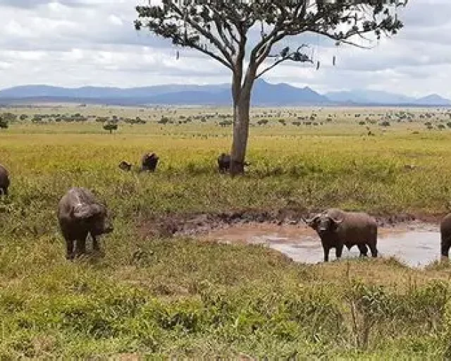 bufalos in murchison falls