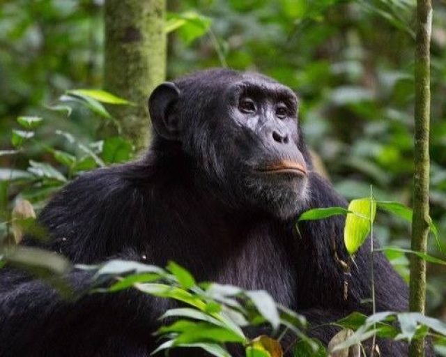 chimpanzee in Nyungwe national park
