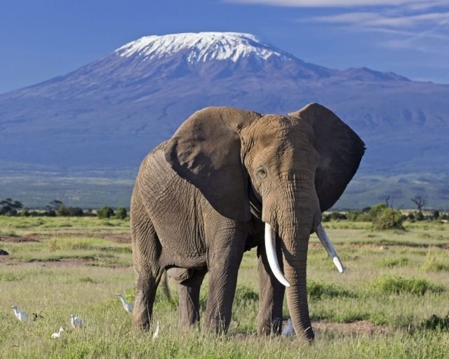 elephant in amboseli national park