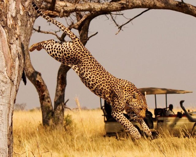 leopard in savannah