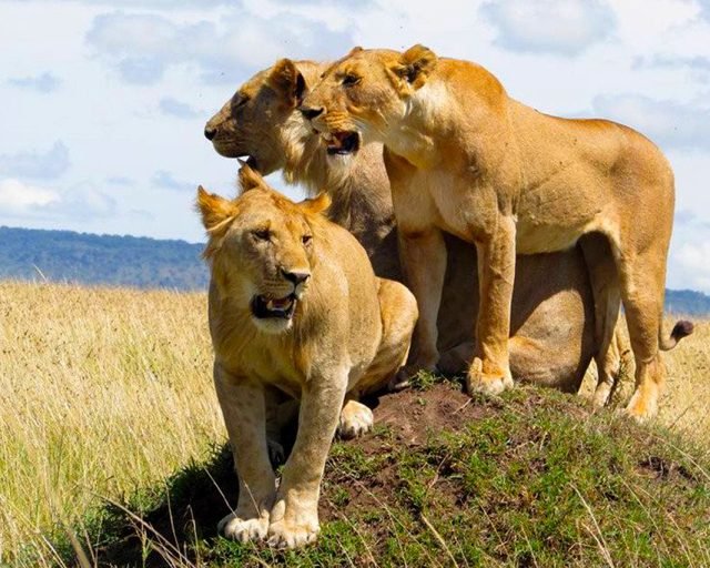 lion pride in Kidepo national park