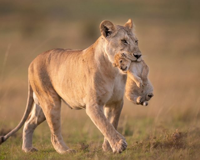 lion with a cub