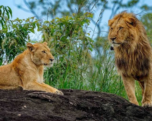 lions in Kidepo national park