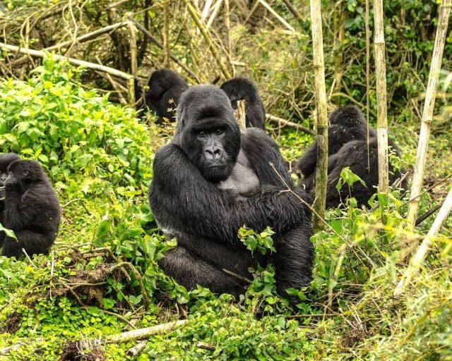 mountain gorillas in bwindi tours