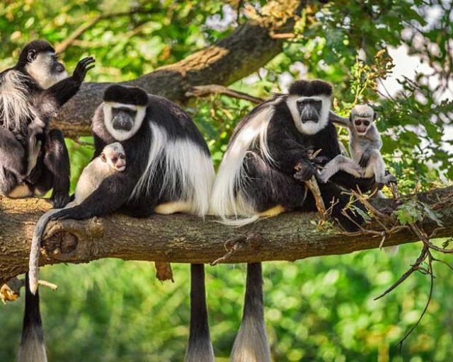primates of Africa
