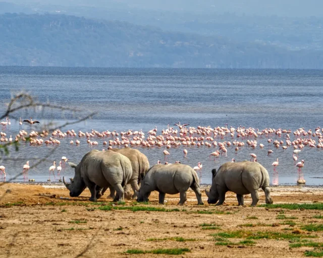rhinos in Amboseli national park