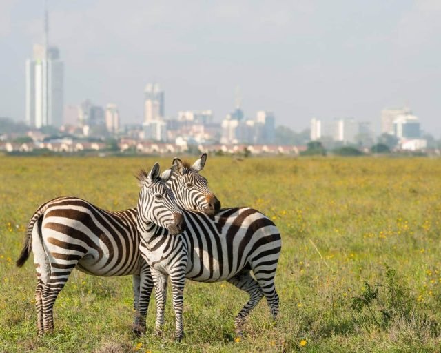 zebras in nairobi national park